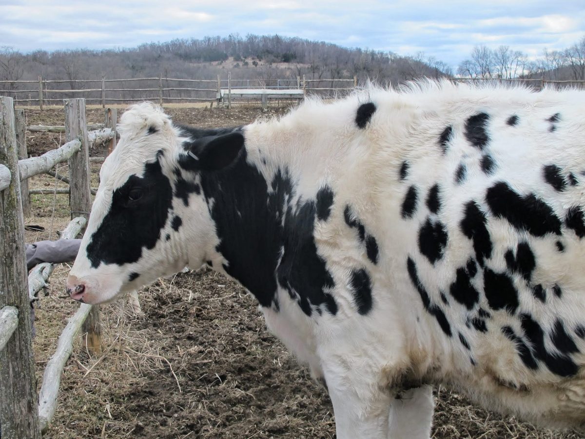 A black-and-white Holstein dairy cow in a wood-fenced pasture with rolling hills behind